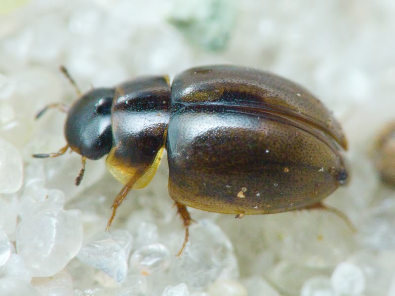 Hydrophilidae LatreiIle, 1802